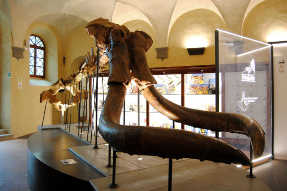 Il MUSEO PALEONTOLOGICO, una delle eccellenze di Montevarchi
